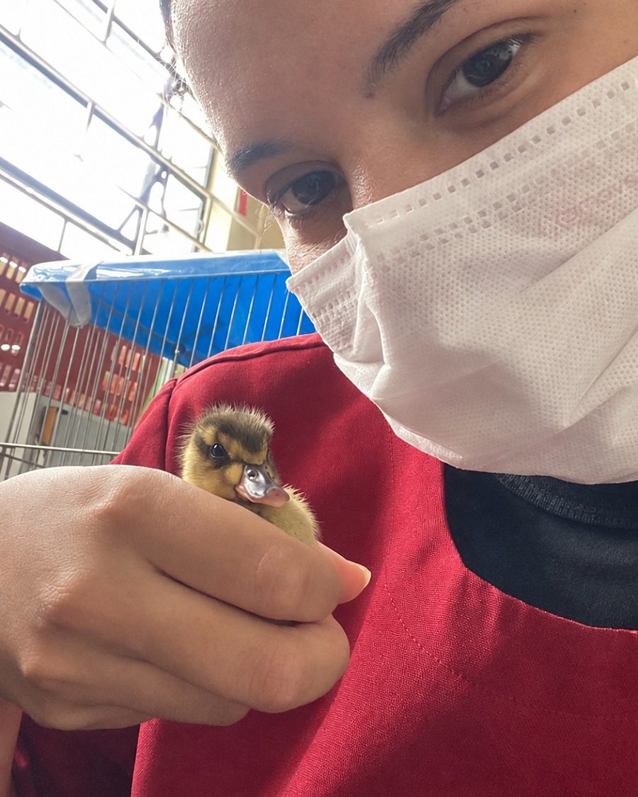Bianca Barbara, de máscara, segurando um filhote de pato na mão